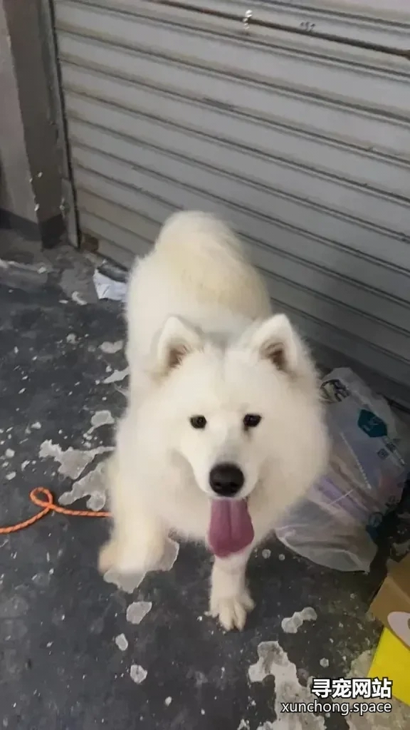 抚州东乡走失萨摩耶 霸王龙