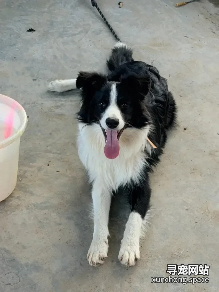 昆明官渡走失边境牧羊犬 多多