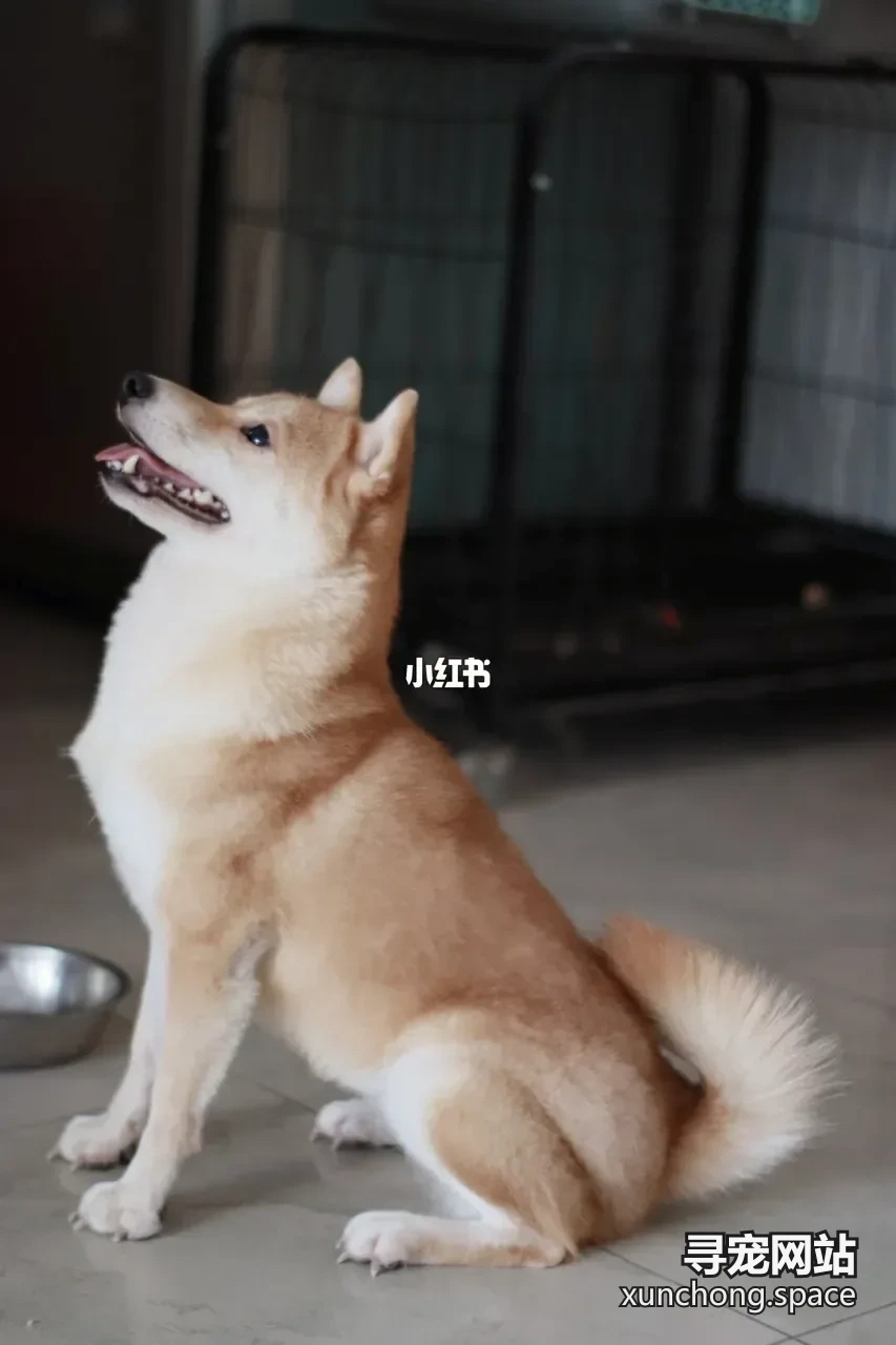 梧州长洲已找到柴犬 可乐