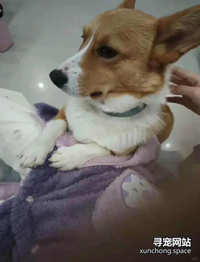 徐州睢宁走失柯基 六一