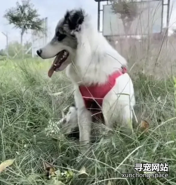 南阳镇平走失边境牧羊犬 满分