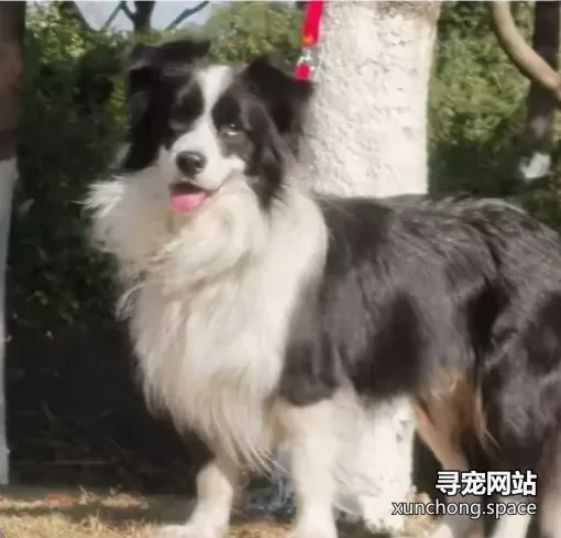 深圳龙岗走失边境牧羊犬 奥利奥