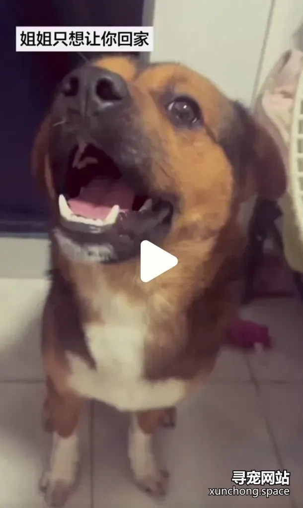怀化鹤城走失中华田园犬 小鼻嘎